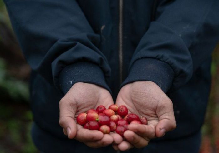 Monsoon Coffee 3.jpg