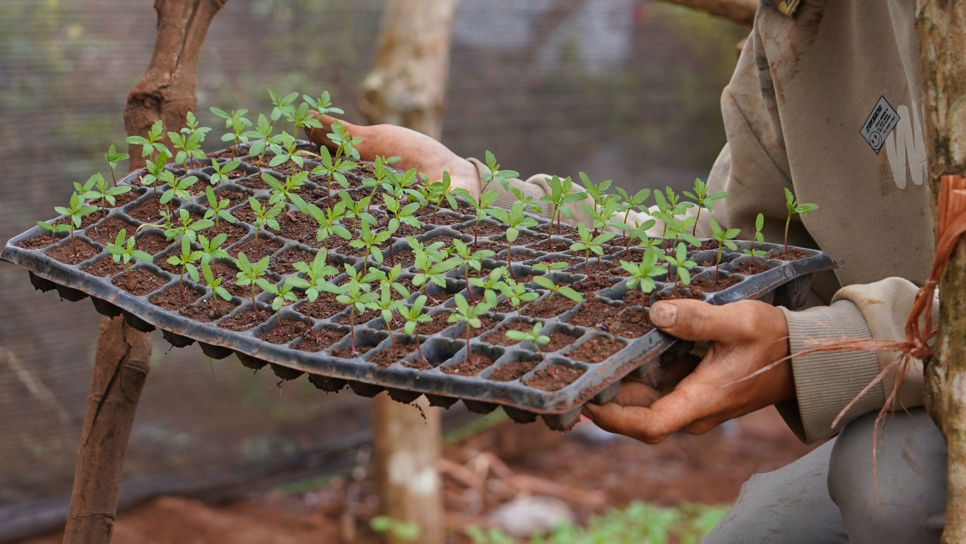 Monsoon_Agriculture_Small trees.JPG