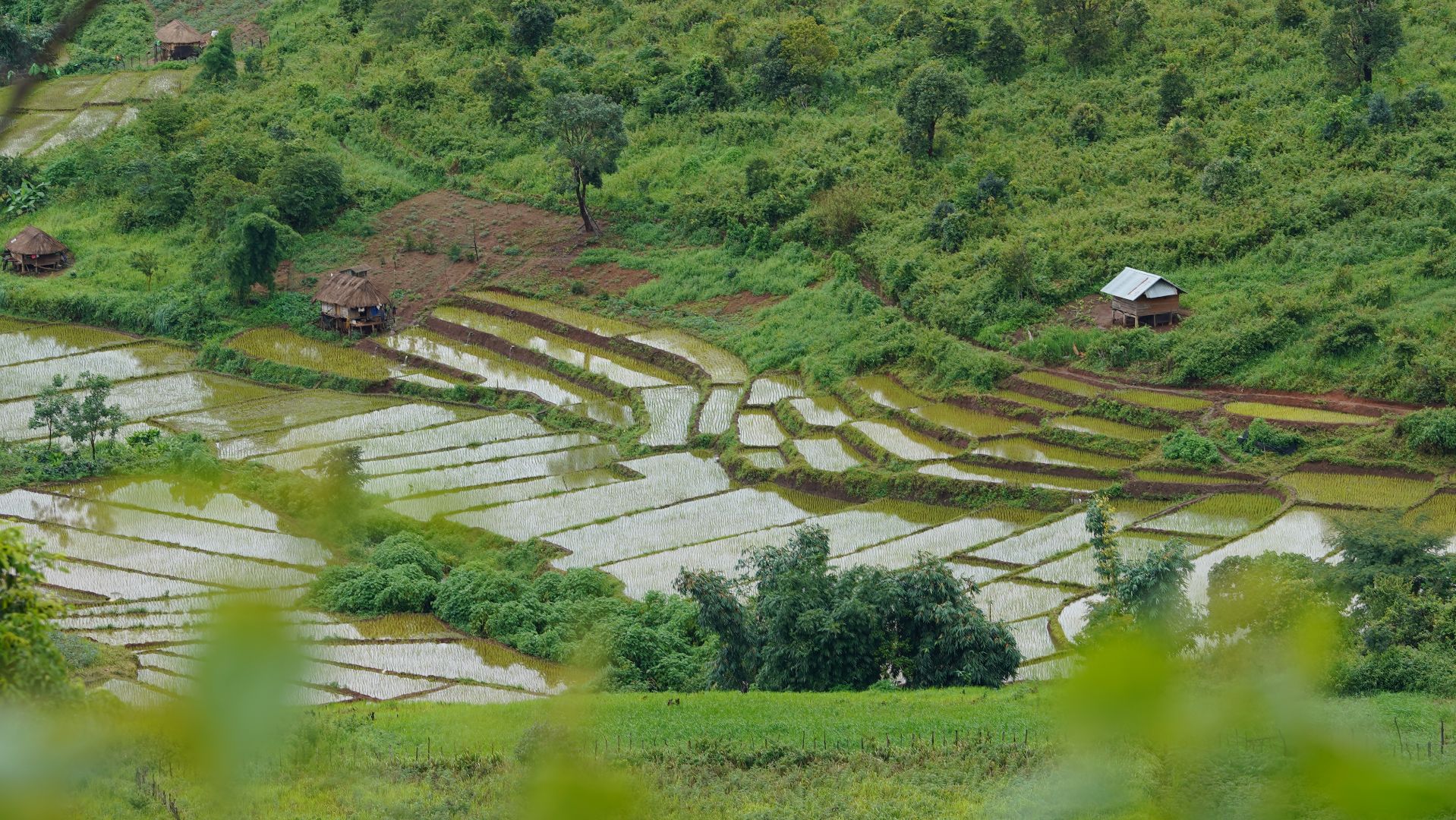 Monsoon_Rice farm.JPG